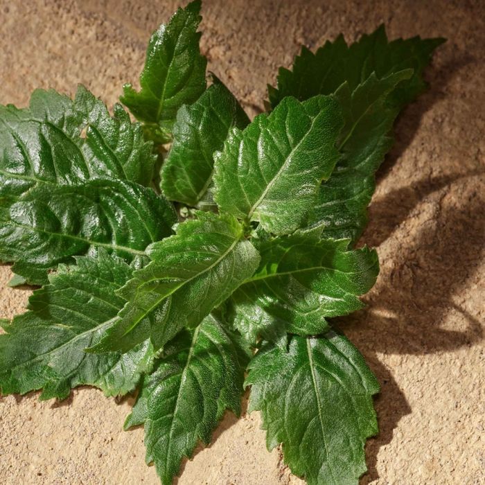 Парфюмированная вода Dolce&Gabbana Devotion Pour Homme 100 мл (8054754401059) изображение 6