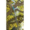Ножівка Gardena садова Gardena Combisystem 300 РР пряма (08737-20.000.00) зображення 12