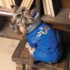 Костюм для тварин Pet Fashion ZHAN XS (4823082432370) зображення 5