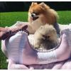 Лежак для тварин Chloe's Home Monte Carlo S рожевий (CLH0069) зображення 2