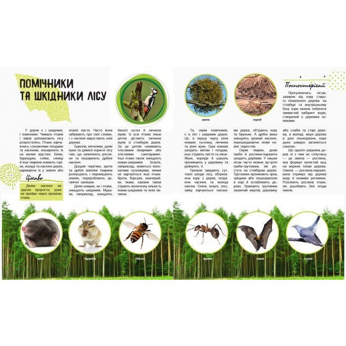 Книга Світ і його таємниці. Життя лісу. Енциклопедія - Г.В. Стороженко Ранок (9786170944399) изображение 3