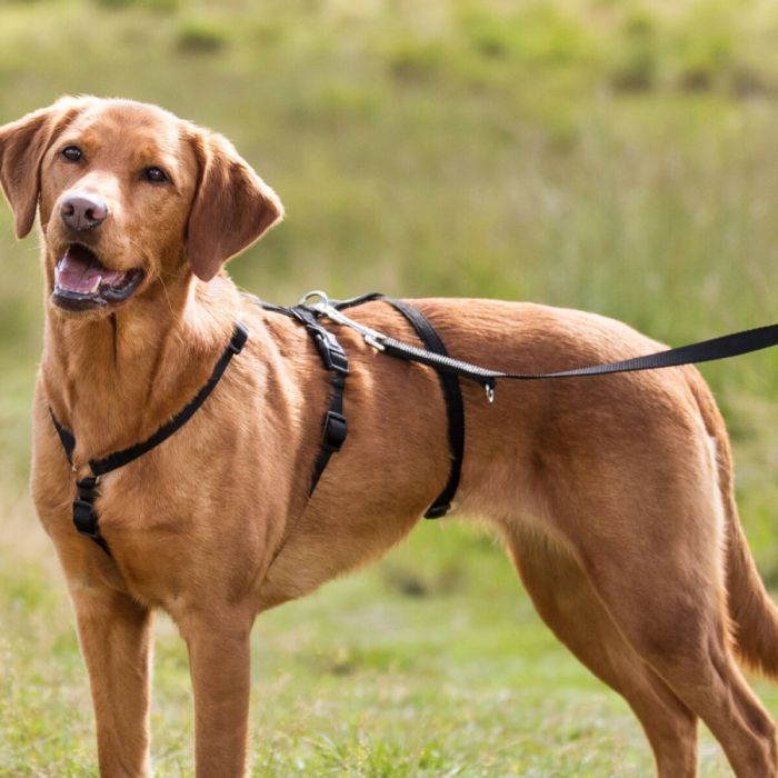 Шлей для собак Trixie S-M 40-65 см 15 мм черная (4047974130926) изображение 2