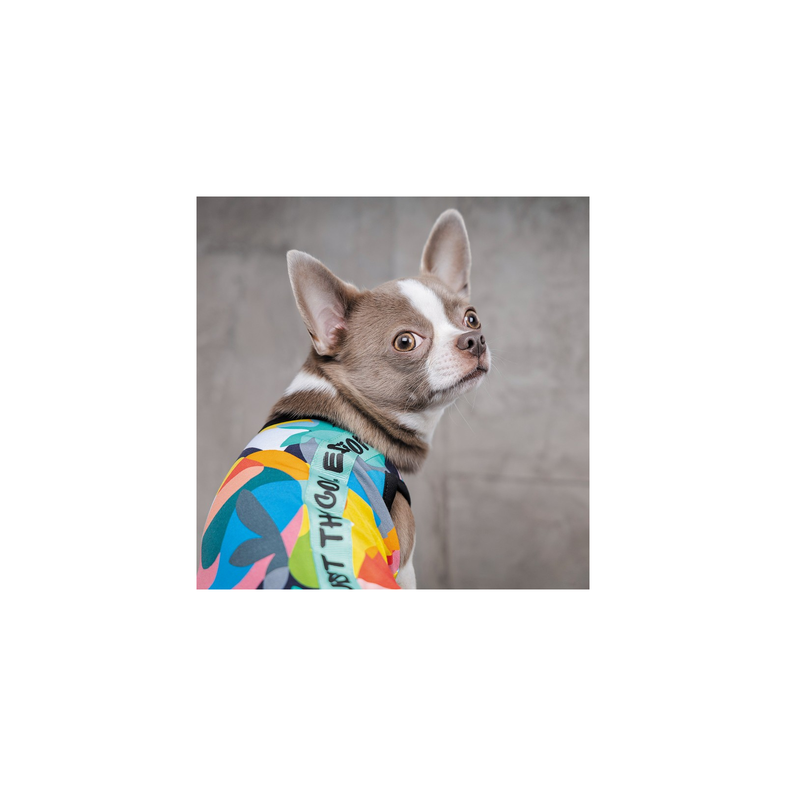 Борцовка для животных Pet Fashion Cool S разноцветная (4823082420186) изображение 5