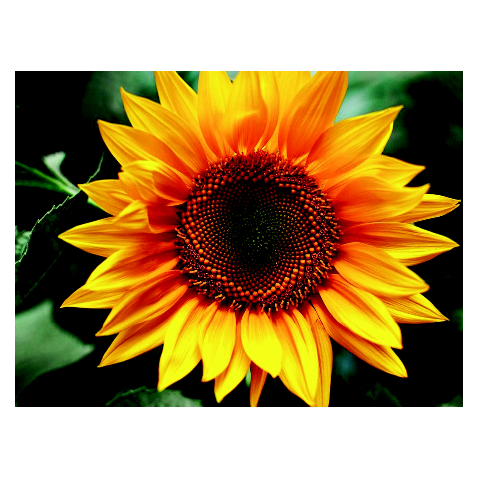 Картина по номерам ZiBi Квітка сонця 40*50 см ART Line (ZB.64145)