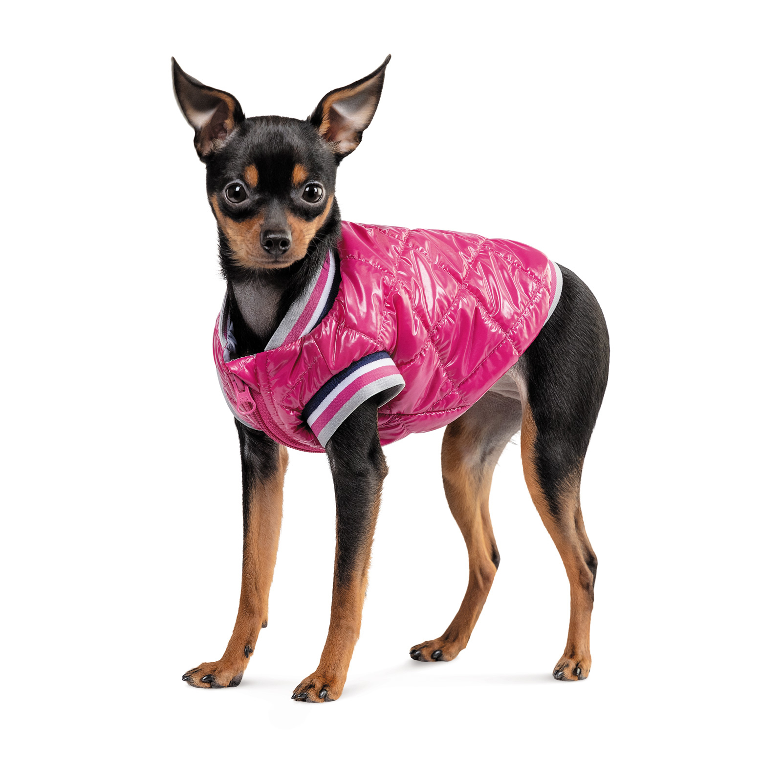 Бомбер для животных Pet Fashion Grace S (4823082430161) изображение 2