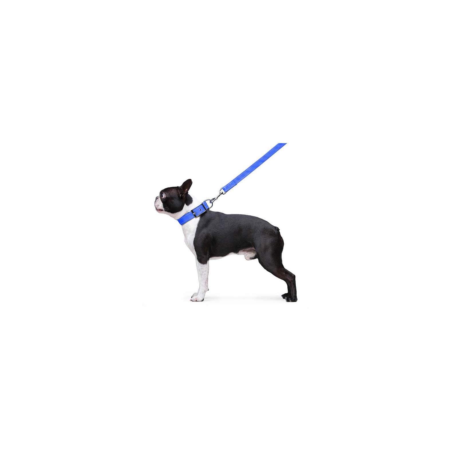 Поводок для собак Dog Extreme из нейлона двойной Ш 20 мм Д 122 см голубой (42982) изображение 5