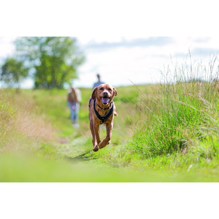 Шлей для собак Trixie Premium трекинговая M–L 62–74 см х 25 мм черный-графит (4053032419889) изображение 2