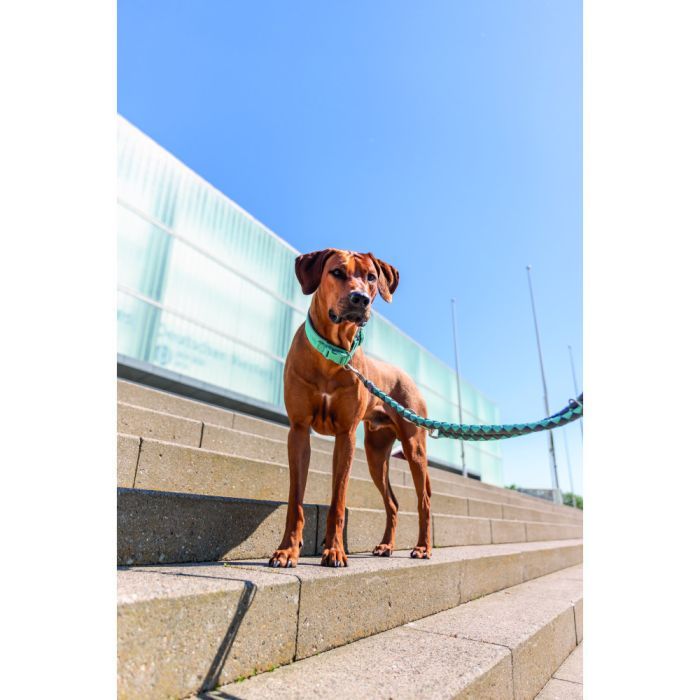 Поводок для собак Trixie Cavo регулируемый L–XL 2 м диаметр 18 мм рыжий-графитовый (4053032677906) изображение 3