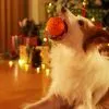 Игрушка для собак Cheerble Wicked Ball Air (Bright Orange) (CWQ01O) изображение 3