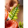 Конструктор LEGO Botanicals Лісові гриби (11505) зображення 9