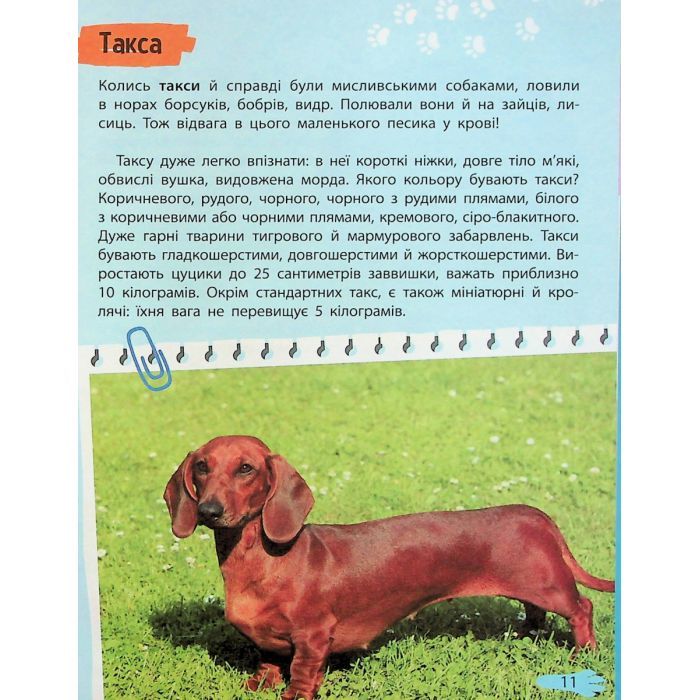 Книга Мініенциклопедія. Хатні улюбленці Vivat (9789669827241) зображення 11