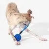 Игрушка для собак Cheerble Wicked Ball Air Rope (Royal Blue) (CWQ03B) изображение 4