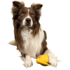 Игрушка для собак Kiwi Walker Птица киви 13.5 см оранжевая (8596075000011) изображение 3