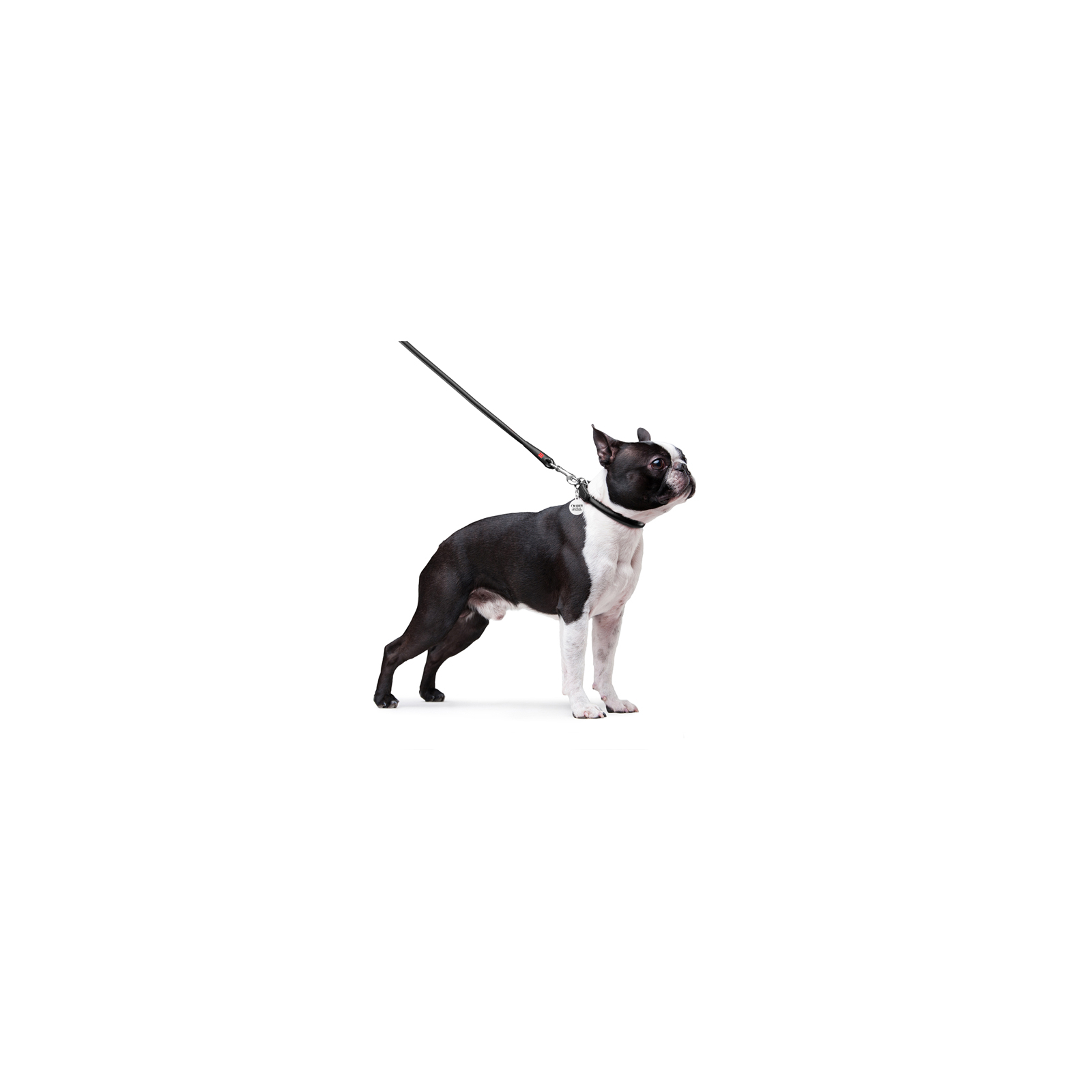 Повідок для собак WAUDOG Glamour круглий XS d 8 мм Д 122 см ментоловий (337713) зображення 3