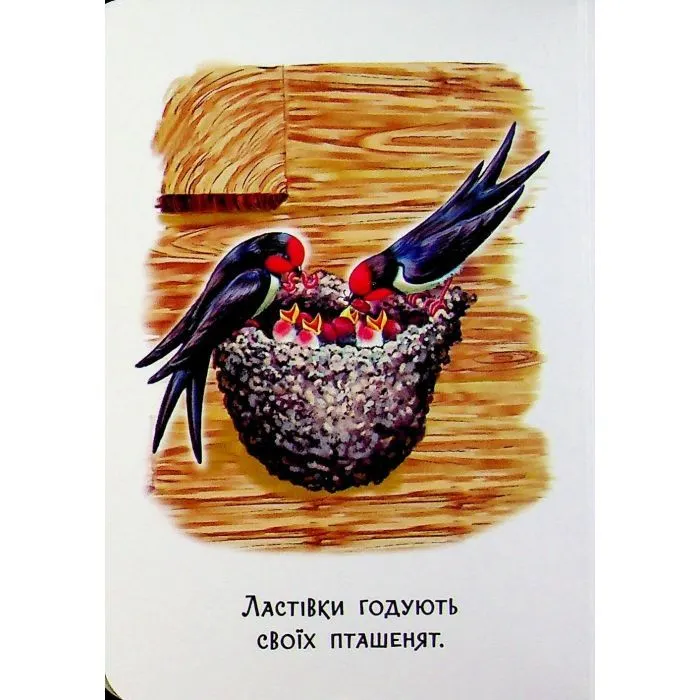 Книга 22 картинки. Пори року Ранок (9786178773793) зображення 12