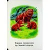Книга 22 картинки. Пори року Ранок (9786178773793) зображення 6