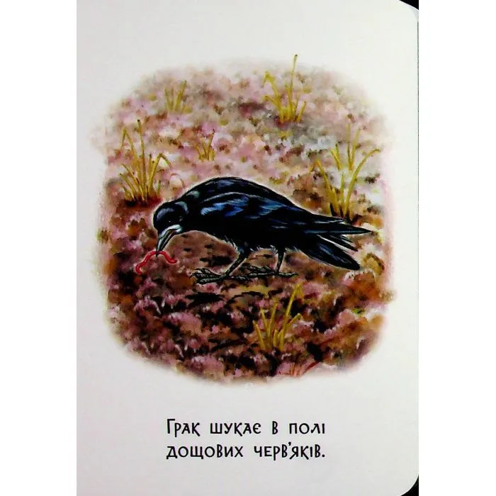 Книга 22 картинки. Пори року Ранок (9786178773793) зображення 7