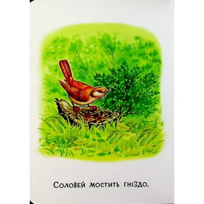 Книга 22 картинки. Пори року Ранок (9786178773793) зображення 8